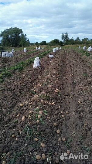Продам картофель