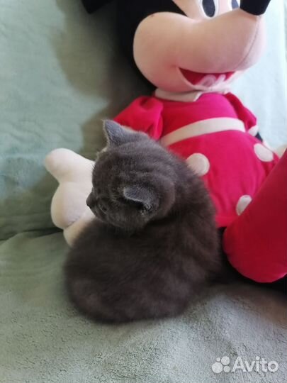 Британские котята