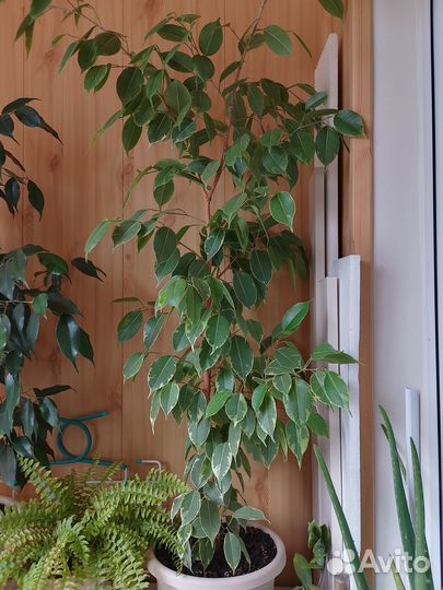 Продажа фикуса бенджамина