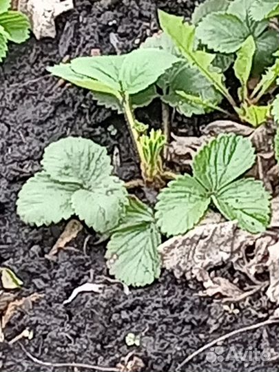 Земляника садовая, малина саженцы