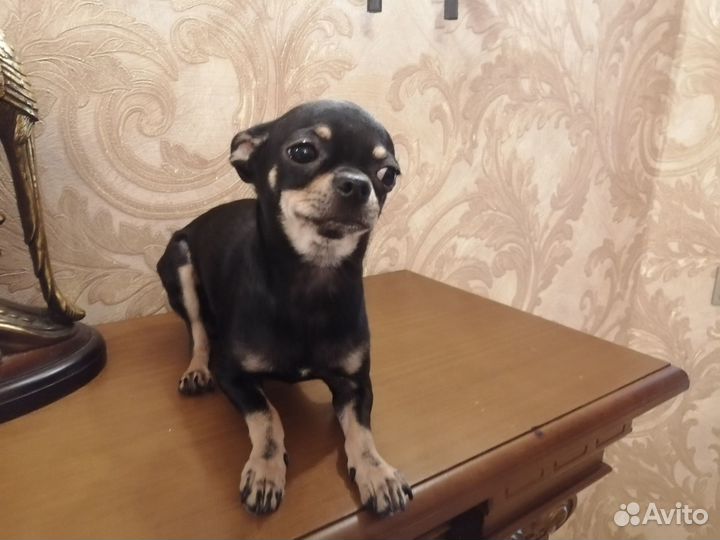 Чихуахуа мини мальчик