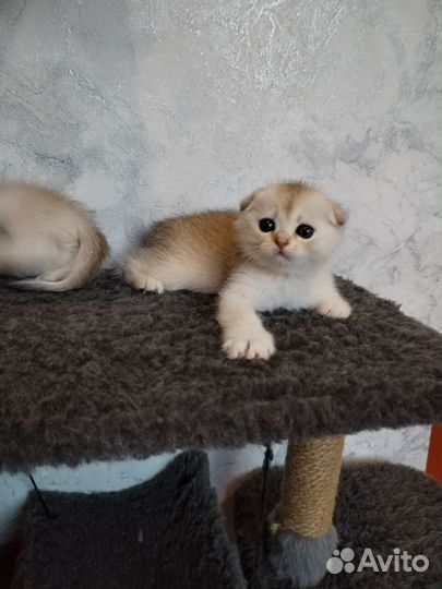 Золотые шиншиллы