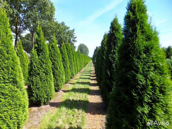 Туи западные