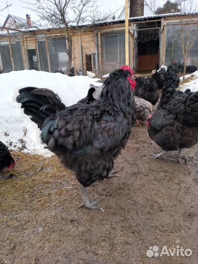 Куры, петухи, яйцо инкубационное