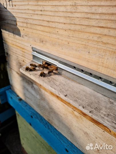 Ульи с пчелами
