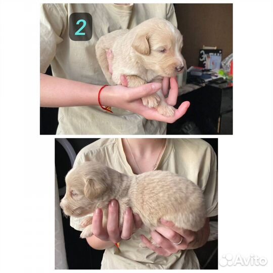 Щенки помесь