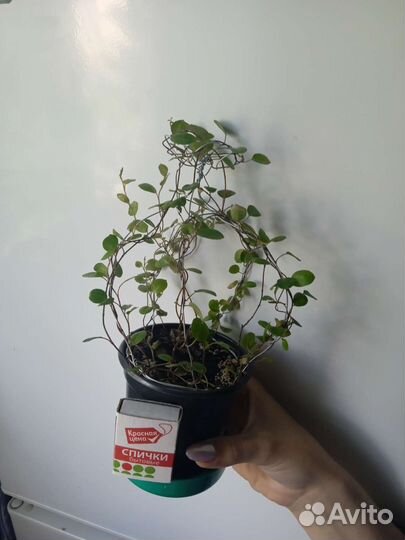 Комнатные цветы Мюленбекия