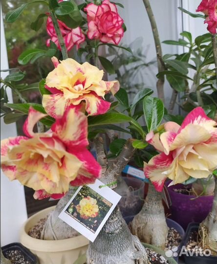 Адениум(Adenium)роза пустыни