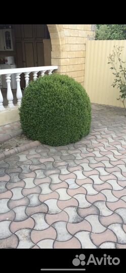 Кусты самшита