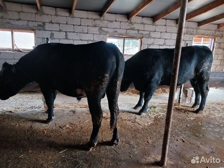 Бычки и быки