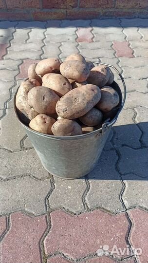Картофель домашний