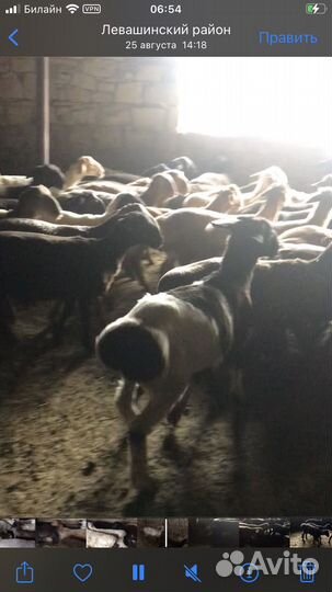 Бараны ягнята