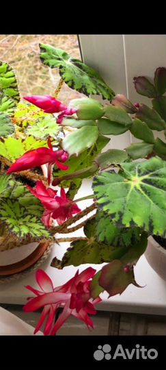 Декабрист шлюмбергера желтый, красный, коралл