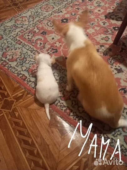 Щенки чихуахуа мини девочка и мальчик