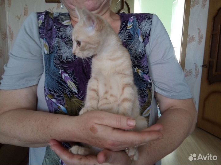 Отдам котенка в добрые руки