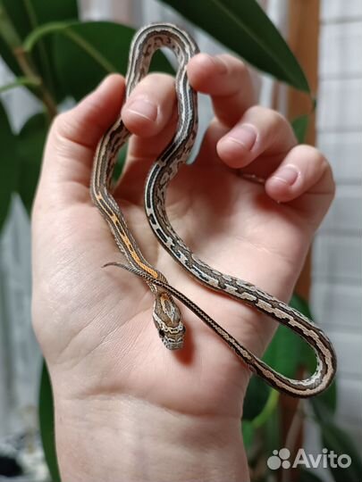 Маисовые полозы