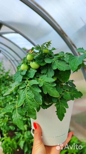 Балконные томаты