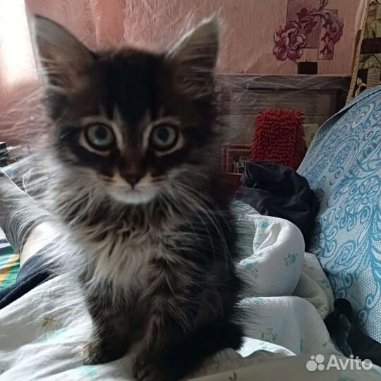 Котенок в дар