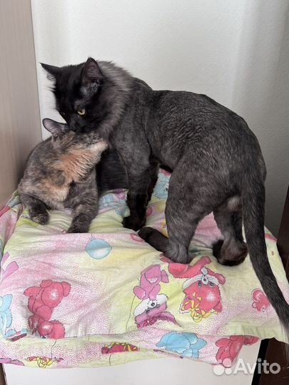 Кошка