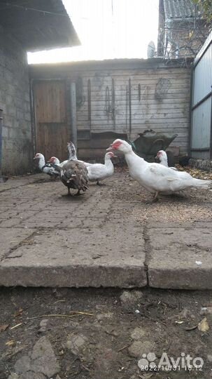 Индоутка с утятами