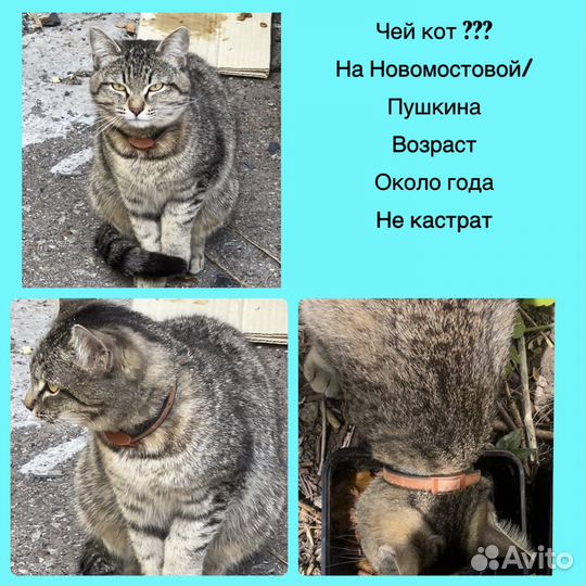 Найден кот возраст 1 год в добрые руки