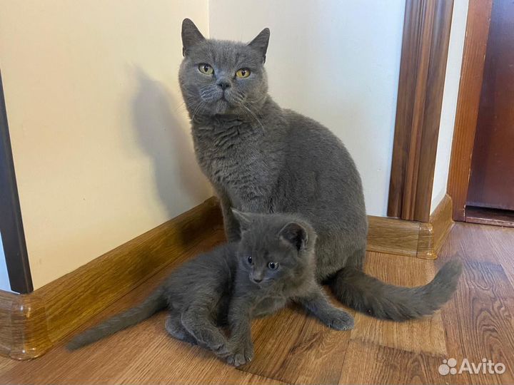 Британские котята