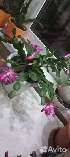 Декабрист розовый