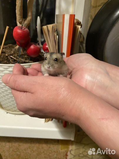 Хомячата джунгарики