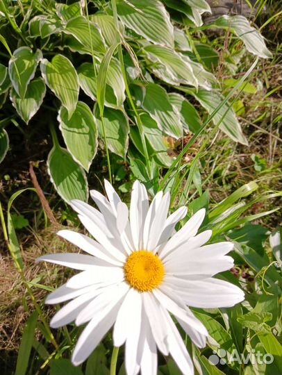 Ромашки садовые