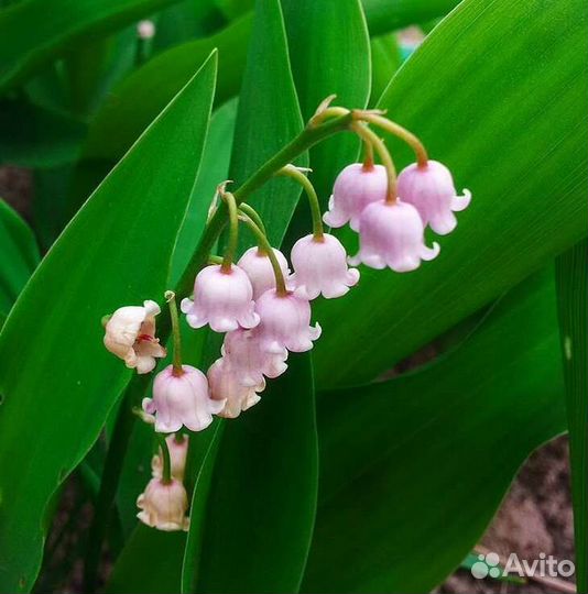 Ландыш розовый