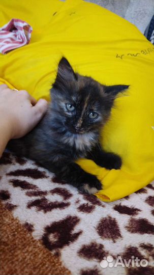 В добрые руки бесплатно