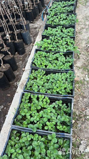 Рассада ремонтантной клубники