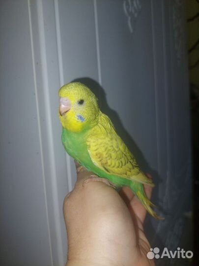 Выставочный волнистый попугай