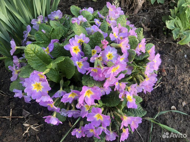 Первоцветы