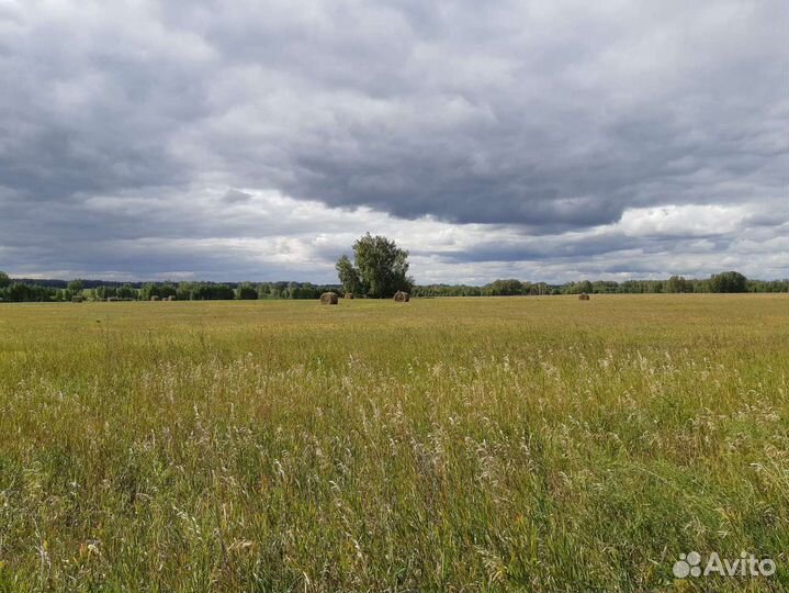 Сено 3центнера 2024 доставка