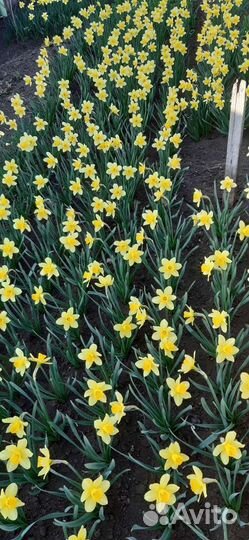 Нарциссы (луковицы)