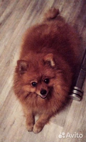 Щенки немецкого малого шпица