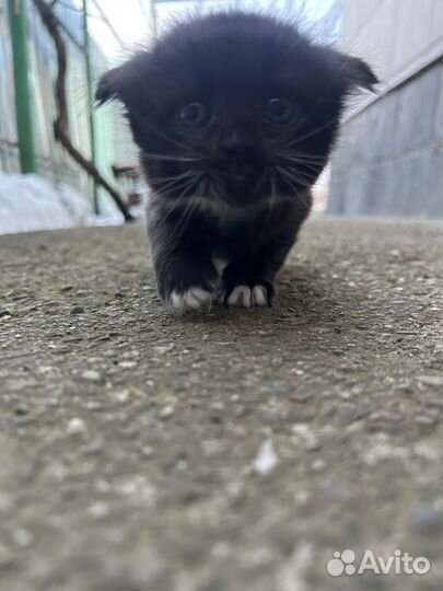 Британские котята