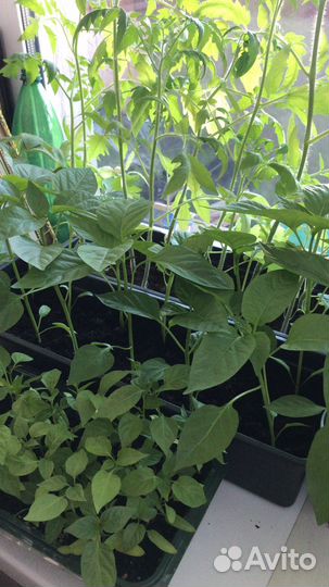 Рассада помидор и перцев