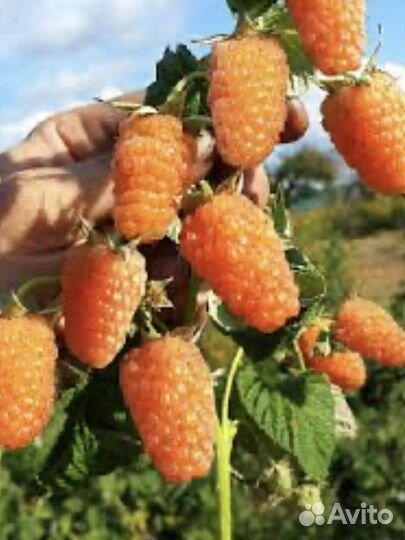 Ремонтантная малина