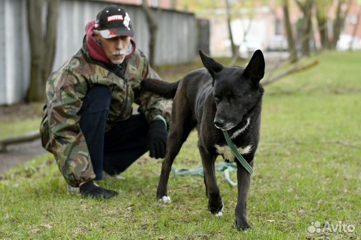 Собака из приюта Прошка