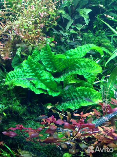 Аквариумное растение