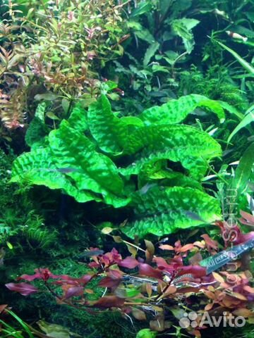 Аквариумное растение