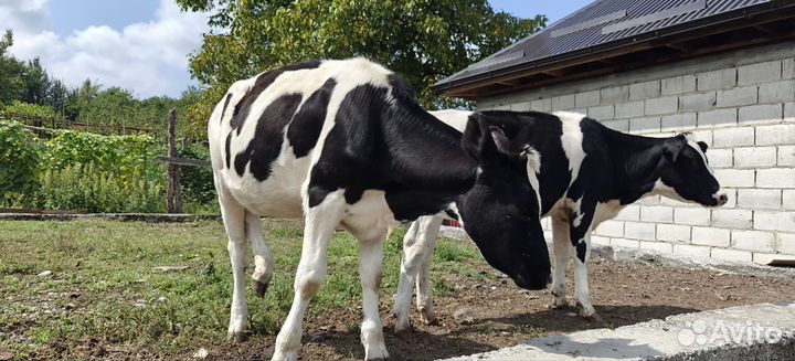 Корова высокоудойная стельная