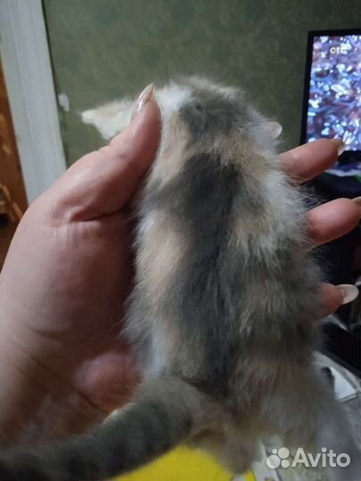 Отдам в добрые руки