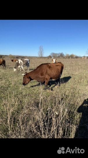Коровы высокоудойные