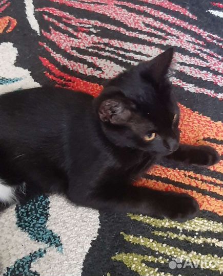 Кошечка молоденький подросток