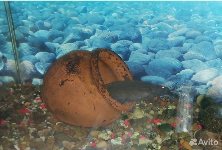 Мешкожаберный сом