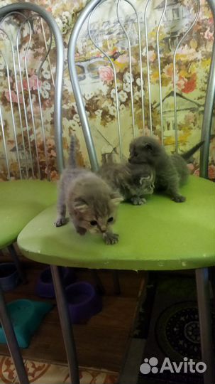 Шотландская