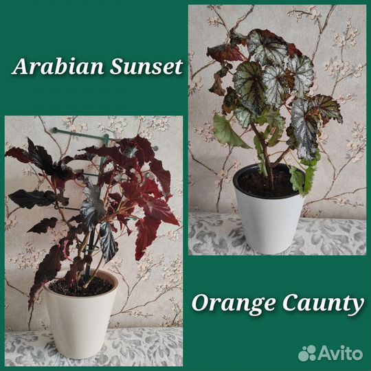 Бегонии cain (срезы) разные